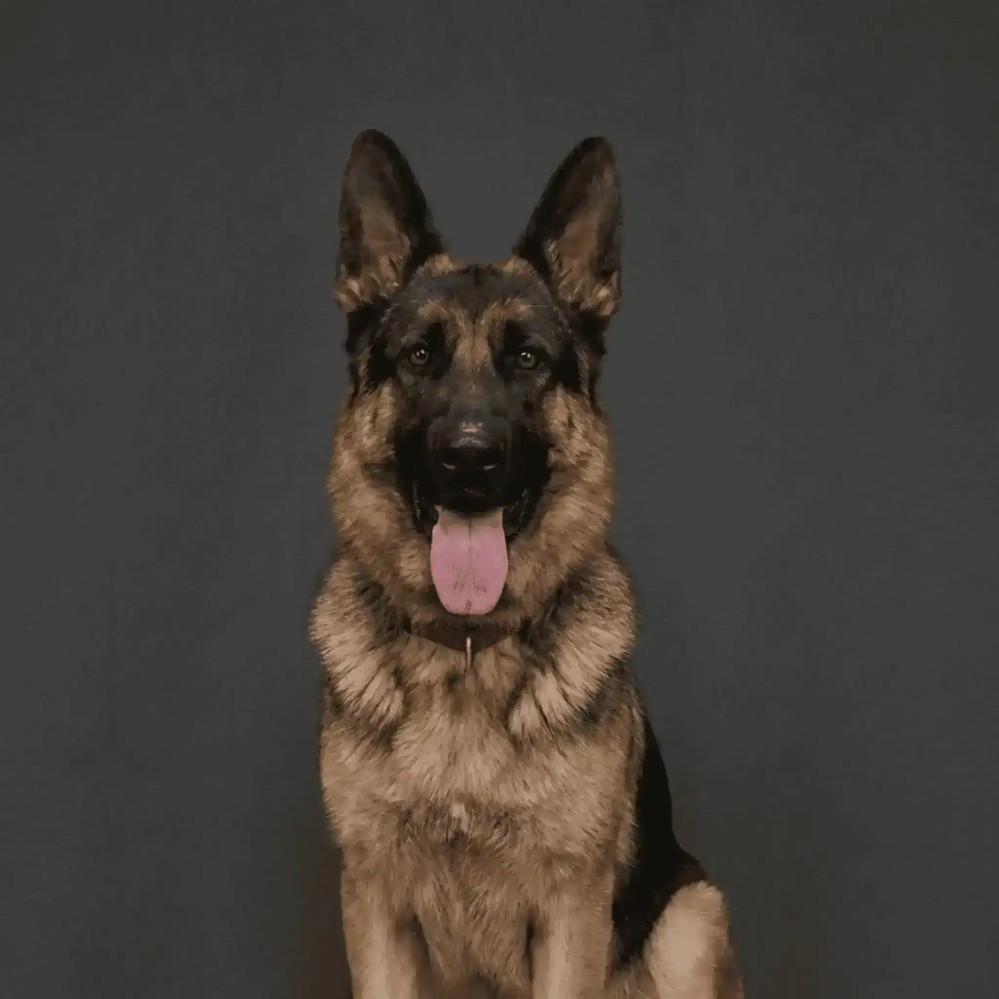 Rambo - Head of Security at Lucid Media